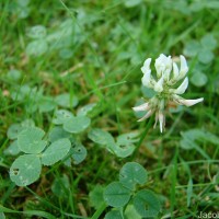 Trifolium repens L.